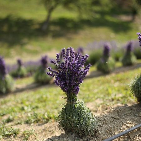 Lavender Valley Perekrestnoye Bagian luar foto