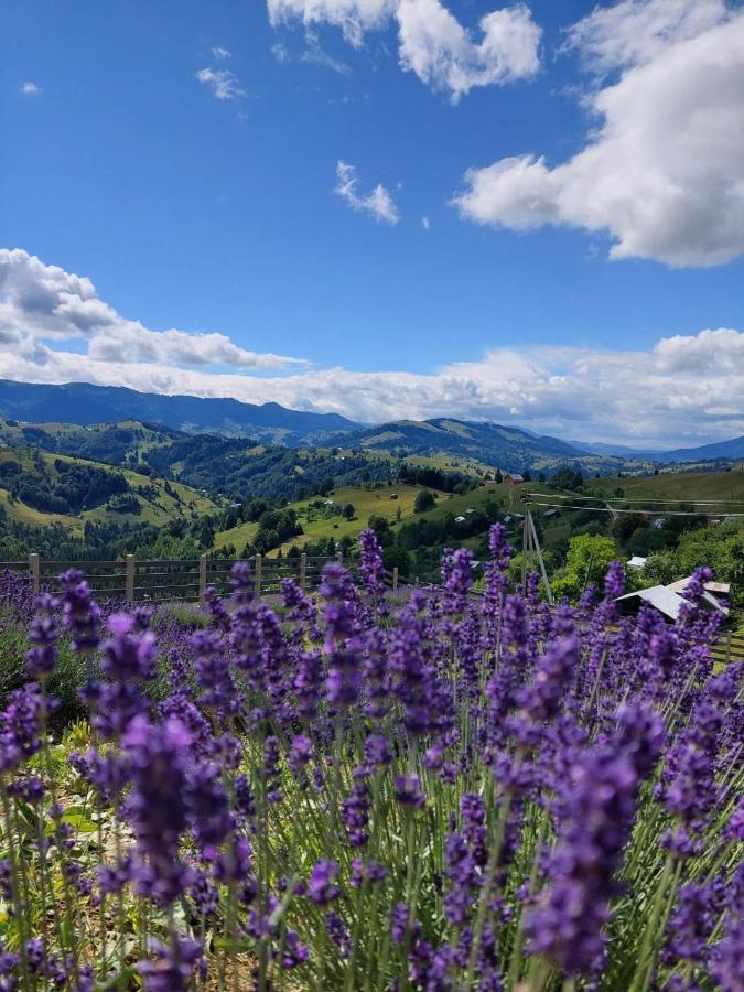 Lavender Valley Perekrestnoye Bagian luar foto