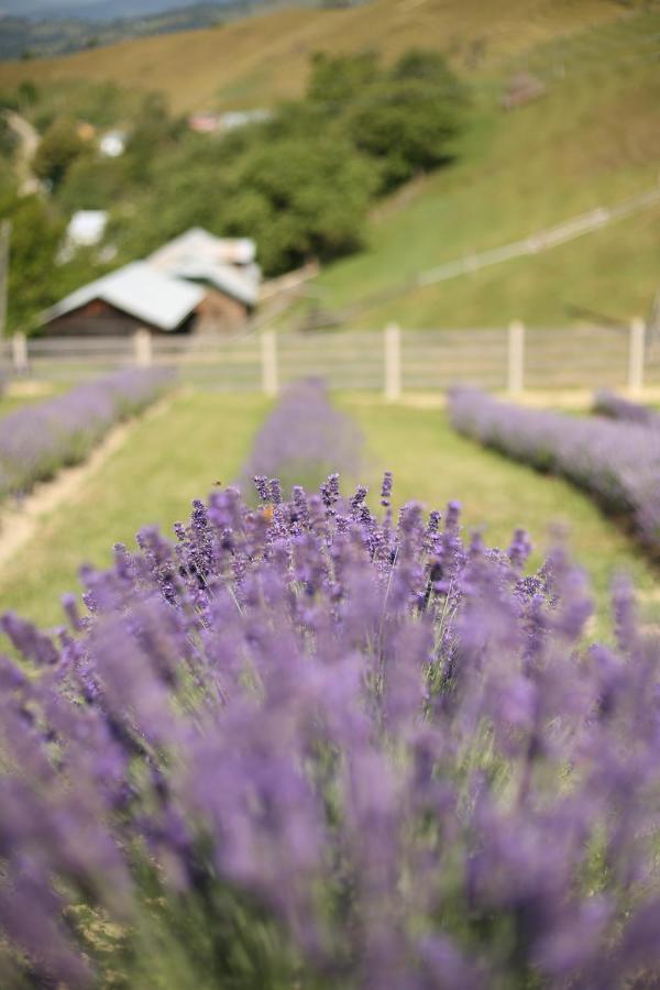 Lavender Valley Perekrestnoye Bagian luar foto