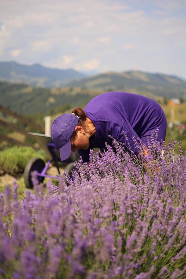 Lavender Valley Perekrestnoye Bagian luar foto